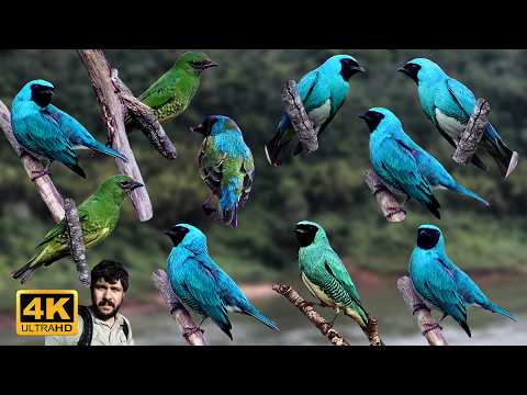 TERSINA EN PUERTO IGUAZÚ - SOLO SONIDO AMBIENTE