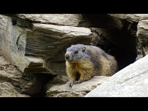 All About Groundhogs: Facts, Species And Habitat Raveled