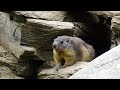 All About Groundhogs: Facts, Species And Habitat Raveled