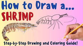 How To Draw A Shrimp - Fun & Easy Step-By-Step Drawing and Coloring Guide