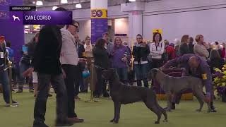 Cane Corso di Westminster 2026: Memahami Penilaian Anjing Ras