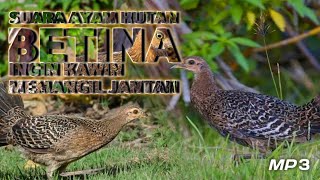 Download lagu Suara Pikat Ayam Hutan Betina | Bervarisi makin ampuh memikat jantan mp3