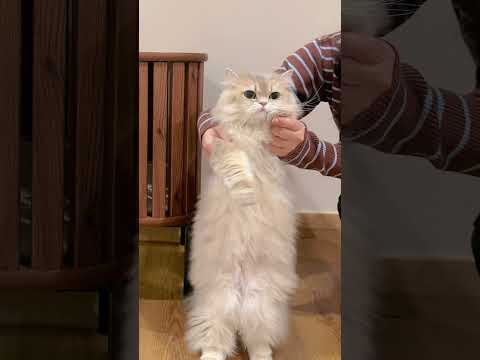 😾: emang bauk kali aku ya woi? #kucinglucu #kucing #cat #funny #kicaumania