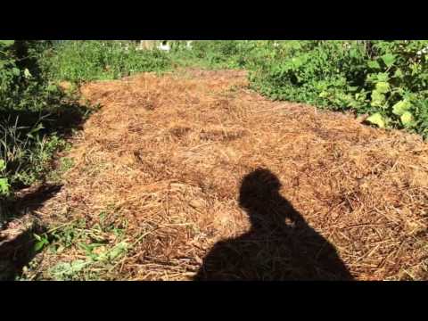 Garden and using worm castings