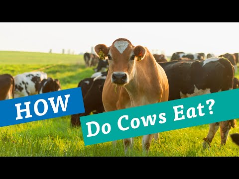 What Eats Cows