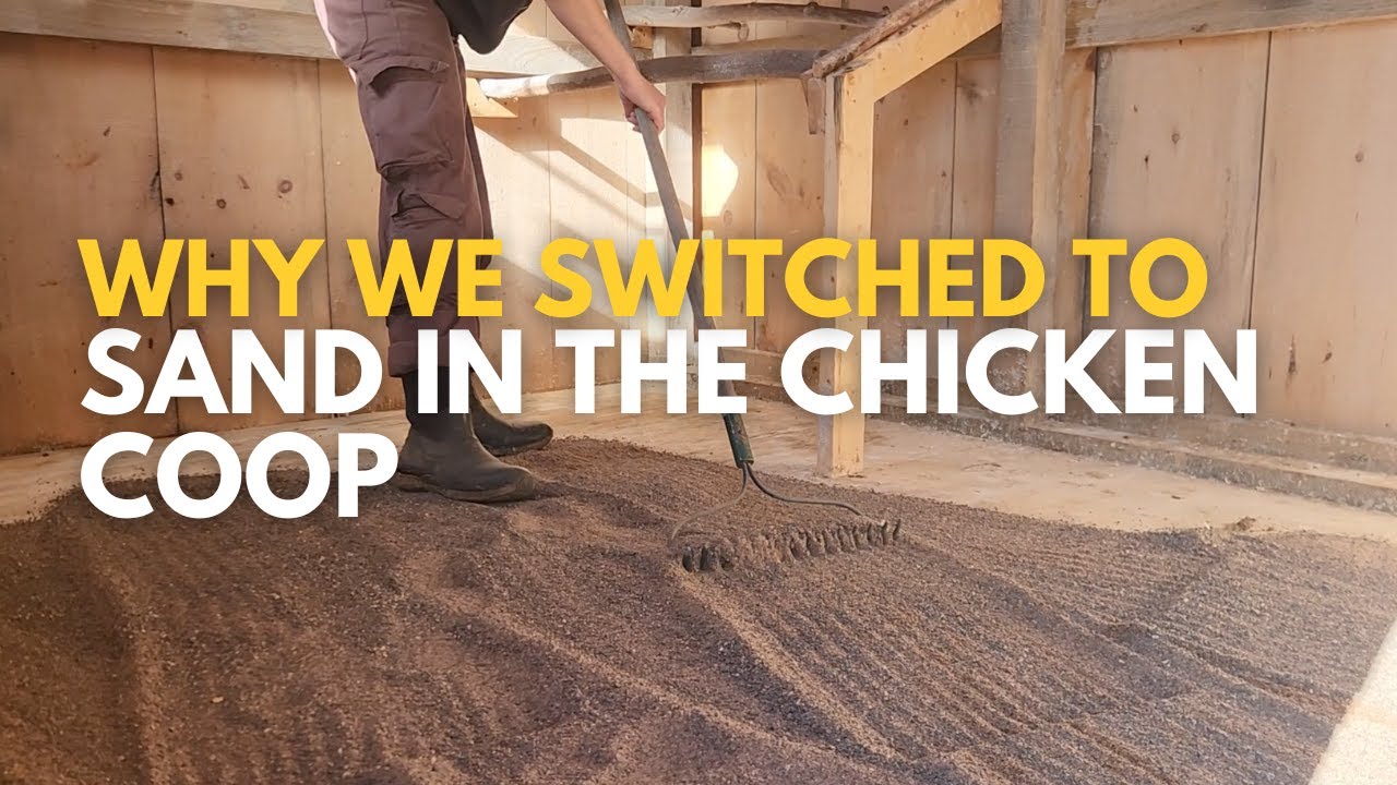 Why We Switched To Sand In Our Chicken Coop