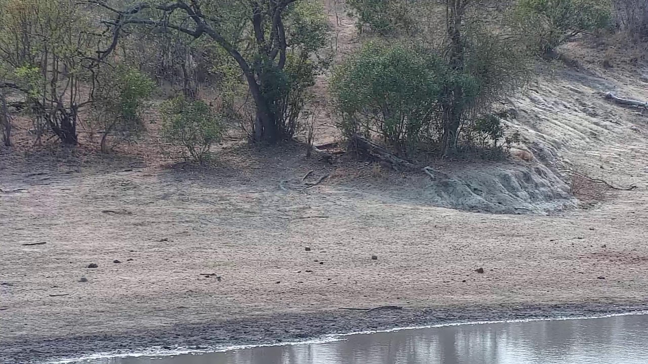 Djuma Private Game Reserve Live Stream