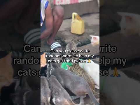 Can you please donate 30$ a Gofundme link in my bio🙏😭#unitedstates #usacatrescue #losangeles #cat