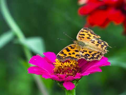 Clip For Tzipi - Ani Hazi Benadam 4X3