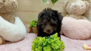 タイニープードルの動画01