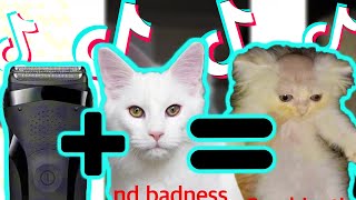 Drake - Some Madness, and Badness, Combination (Funny TikTok Meme) - TikTok Compilation