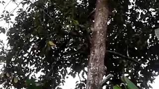 preview picture of video 'Old mangosteen tree in Bali'