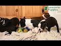 Boston Terrier dogs for sale: Chase - Video 1