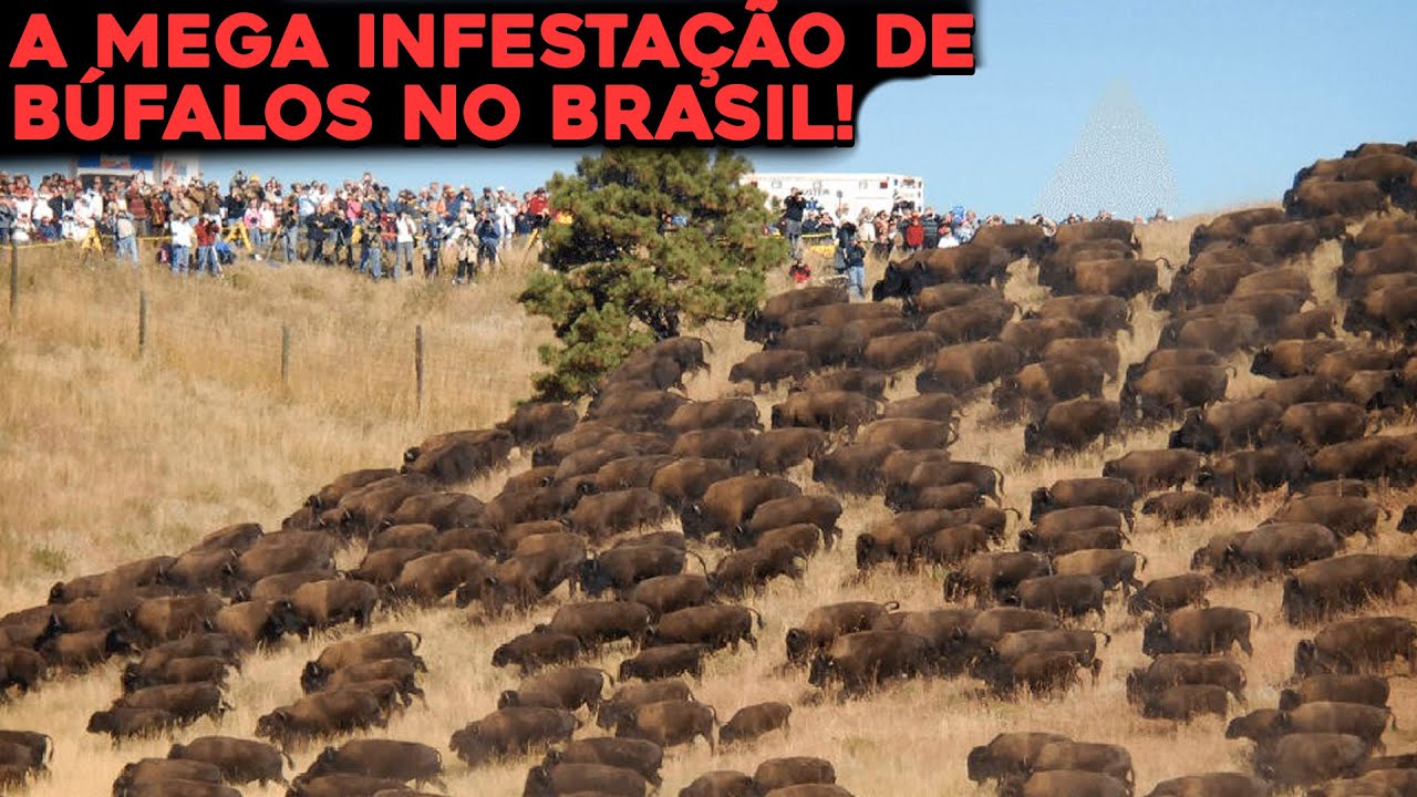 A MEGA INFESTAÇÃO DE BÚFALOS QUE ESTÁ ASSUSTANDO FAZENDEIROS NO BRASIL
