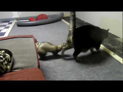 Do ferrets & cats get along?