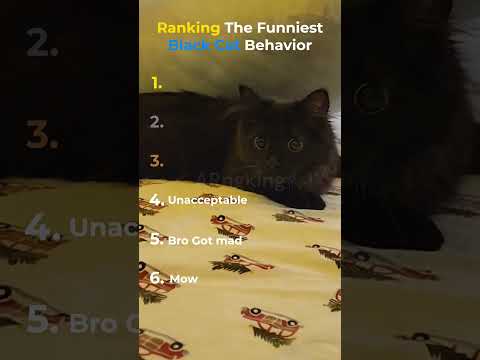 Ranking The Funniest Black Cat Behavior