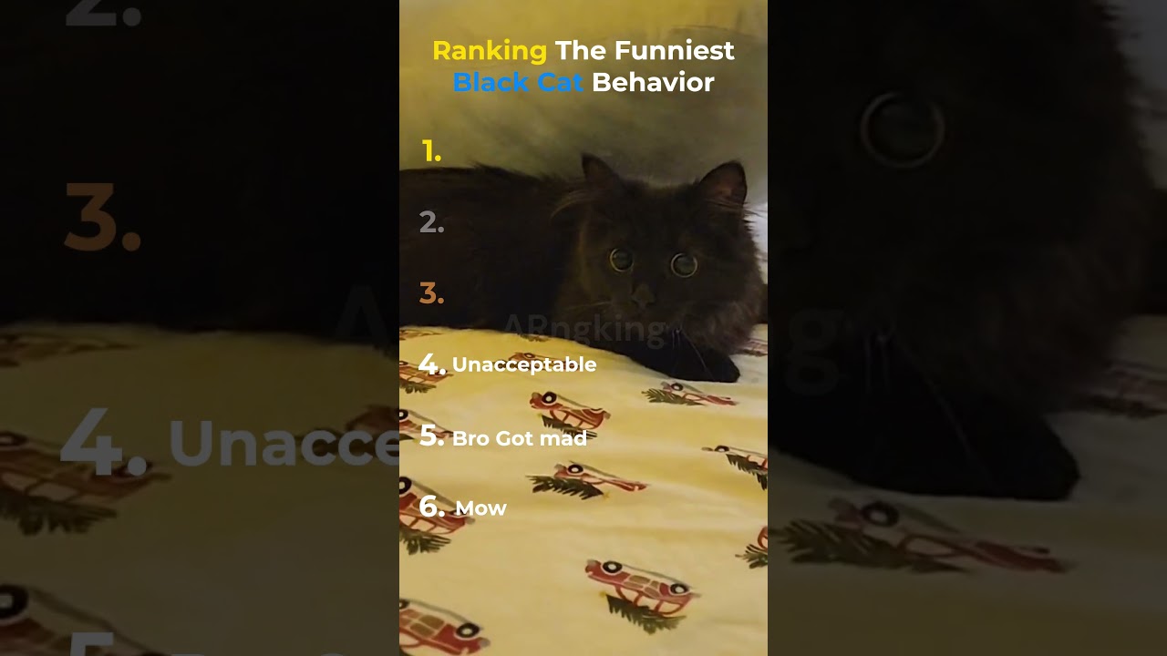 Ranking The Funniest Black Cat Behavior