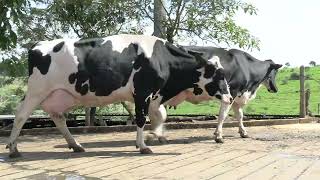 Vídeo 22 - 1º LEILÃO ANUAL SITIO TIMOTEO | VACAS 3/4 E 7/8