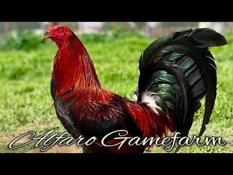 Black Jap Mcrae Asils - ALFARO FARM