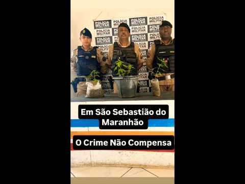 Pés de Maconha apreendidos em São Sebastião do Maranhão - 07/11/2025