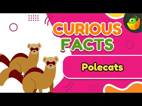 French Connection | Polecat Power: Learn About These Fascinating Creatures | Why Polecats So Cool?