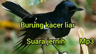 Download lagu Kicau burung kacer liar gacor abis... mp3