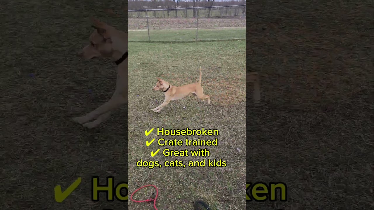 Enlarge Xena, an adoptable mixed breed in Quincy, MI video 6/6