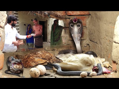 ऐसा खतरनाक मंजर पहली बार देखा, मुरलीवाले हौसला के सामने इस शख्स ने क्या किया! 😱Death on Cobra Bite