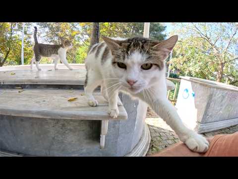 Geveze the stray cat asking for affection