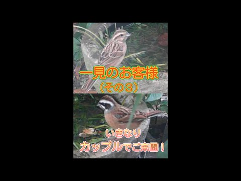 ハイイロヒタキを庭に引き付ける方法とその理由は何ですか？  庭園