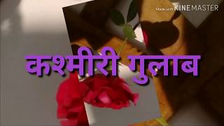 Kashmir Roses / कश्मीरी गुलाब