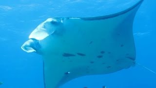 preview picture of video 'Manta Ray at the cleaning station - Ishigaki, Okinawa, Japan'