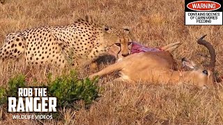 Cheetah Eats Impala Kill #youtubeZA