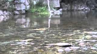 Hervé Saulais catches a beautiful Brownie on the  Lima Stream Tuscany August 2012.MP4