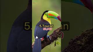 Download lagu 7 BURUNG TERMAHAL DI DUNIA mp3