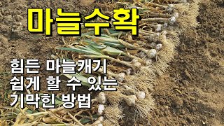 힘든 마늘 캐기 쉽게 할 수 있는 기막힌 방법-마늘수확