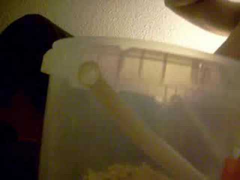 Flo la poule cot cot cot