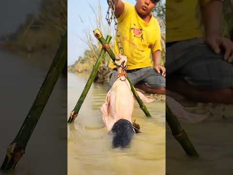 Amazing Technique with Whole Chicken Trapped Fishing. Fish Fishing Video #fish #fishing #videos