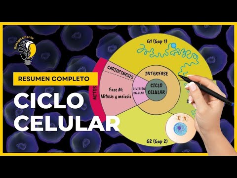 CELL CYCLE - 🔬 INTERPHASE 😀 (Quick and easy explanation)