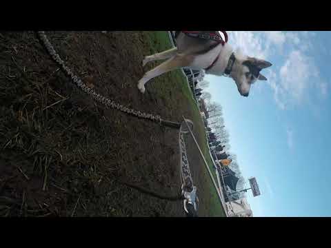 Schlittenhunderennen Ströhen 2021 Tag2