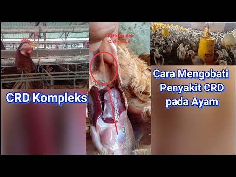 , title : 'Diagnosa Penyakit Ayam CRD Kompleks'