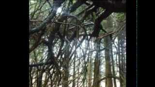 Ode to Perthshire ~ Scotland / Loreena McKennitt Two Trees