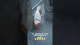 Download lagu Una kupa lang sya Makita halata na gutom na gutom sya 🥺#youtubeshorts #viralvideo #viral #viralshort mp3 Download lagu Una kupa lang sya Makita halata na gutom na gutom sya 🥺#youtubeshorts #viralvideo #viral #viralshort mp3