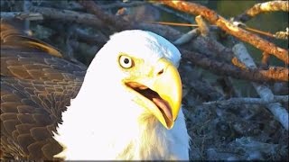 NEFL Eagle Cam, Featuring Romeo & Juliet! Smile for the Cam 🦅🦅