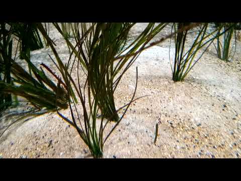 Nanozostera noltei