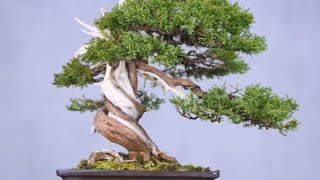 Download lagu Hong Kong bonsai potr part 1 mp3