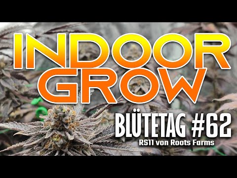 BLÜTETAG #62 [INDOOR SCROG GROW] RS11
