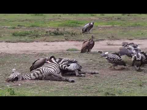 Vultures eats zebra