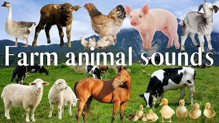 Download Lagu Cute little farm animal sounds: chicken, duck, pig, goat, sheep, cow - Fun Animal Sounds Thumbnail
