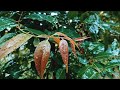 Rain Sound Rainy Day Rain Status Rain Scenery Natural Rain Voice Nature Rian Barish